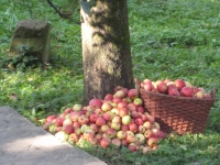 Jesienny zbiór jabłek