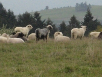 Owce na hali