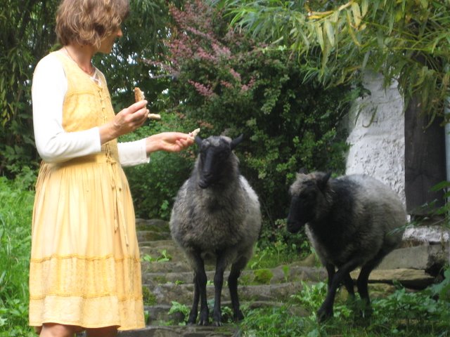 Karmienie owieczek