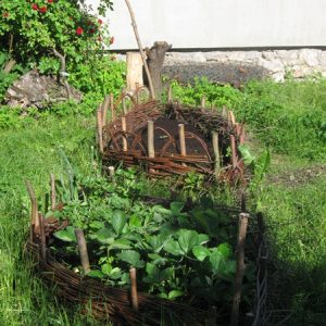 Wiklina i wierzba w ogrodzie – warsztaty – TERMIN: do ustalenia Warsztaty/terminy