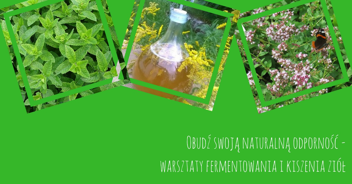 Obudź swoją naturalną odporność- warsztaty fermentowania i kiszenia ziół. TERMIN: do ustalenia Warsztaty/terminy